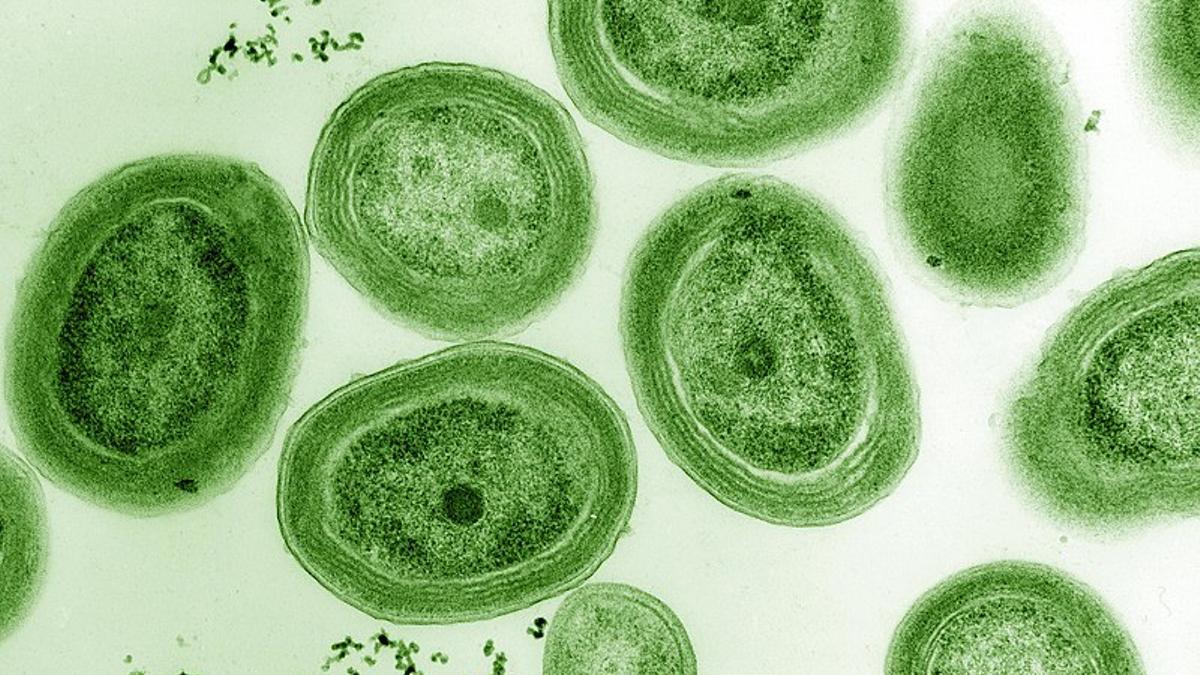 Qué son? :: Biología en tu casa